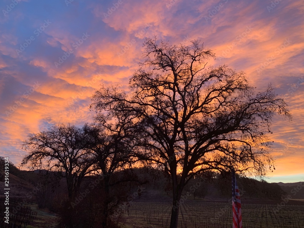 Sunrise behind the Oak Sunrise behind the Oak