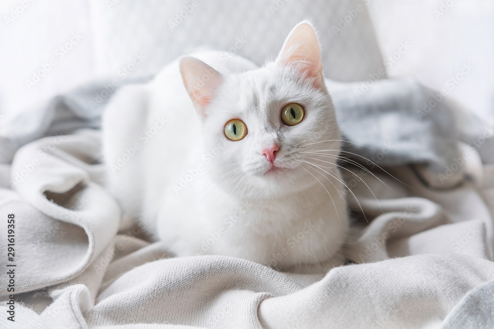 White Cat Laying On Windowsill