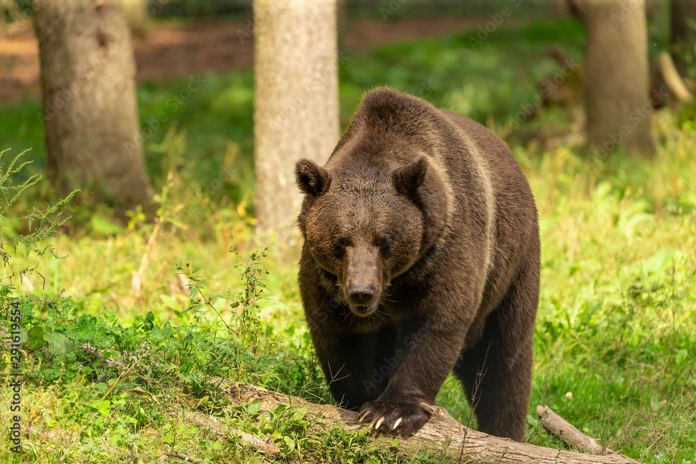 The Grizzly Bear (Ursus arctos) is north American brown bear. Grizzly walking in natural habitat,forest and meadow at sunrise. The Grizzly Bear (Ursus arctos) is north American brown bear. Grizzly walking in natural habitat,forest and meadow at sunrise.