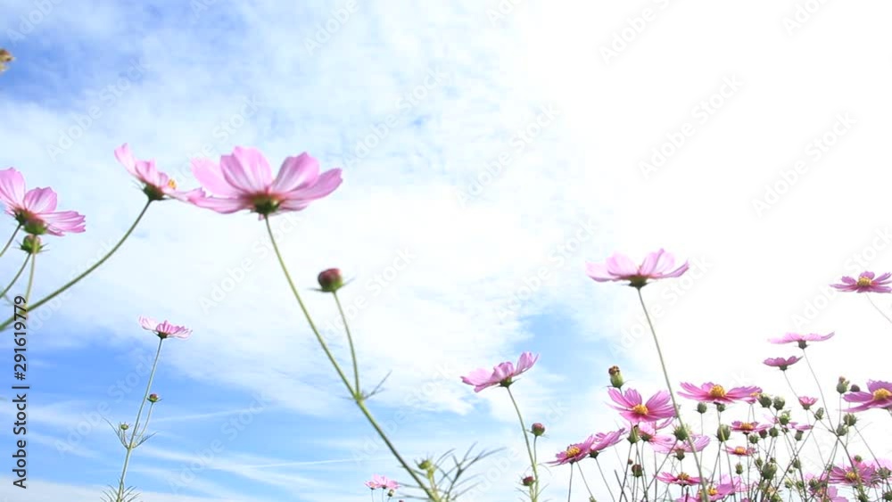 コスモスの花 秋の青空 コスモスの花 秋の青空