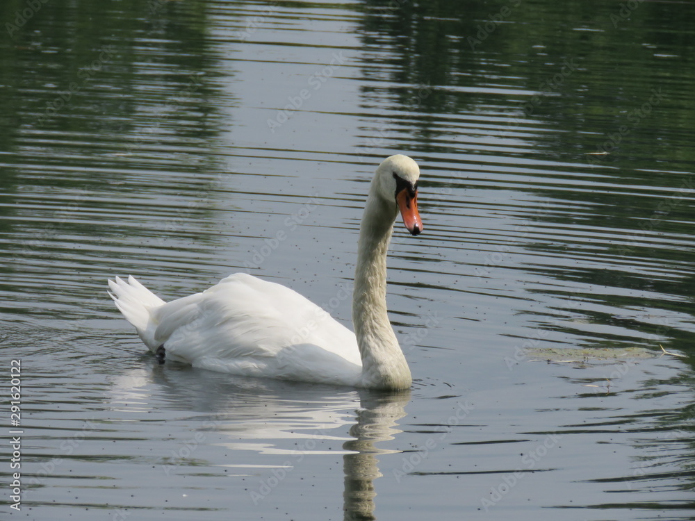 Fototapeta premium Swan Swimming