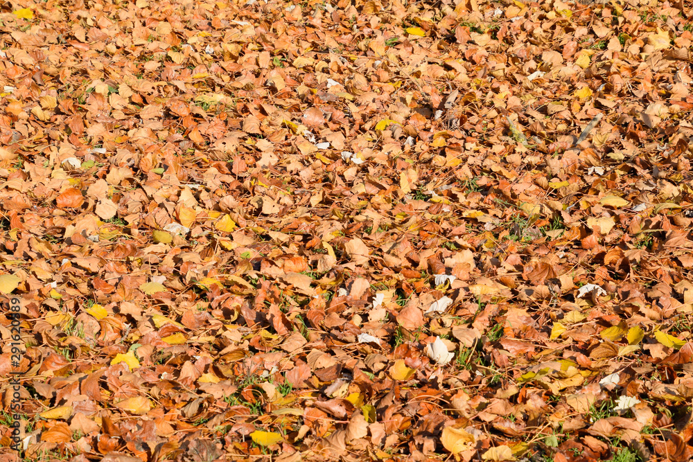 Textural background from fallen leaves of a poplar. An autumn ca Textural background from fallen leaves of a poplar. An autumn ca