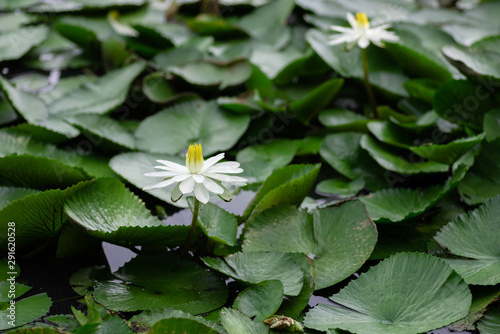 white lotus flower with green leaves
