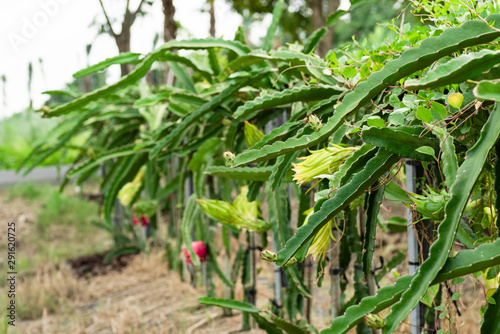 farm of pitaya with fruit and flower