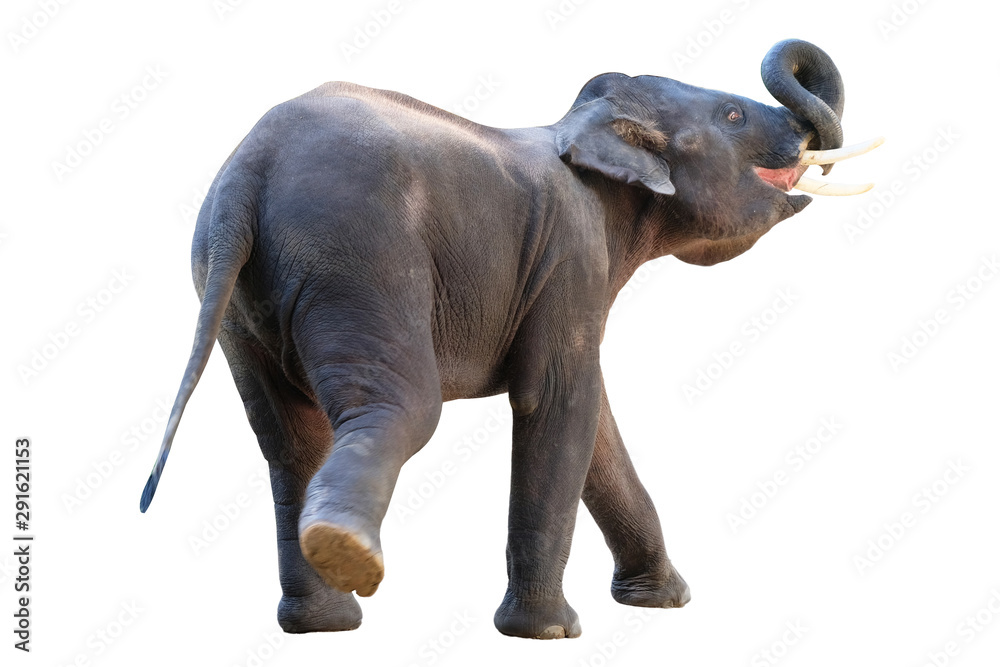 Fototapeta The elephants on white background with clipping path