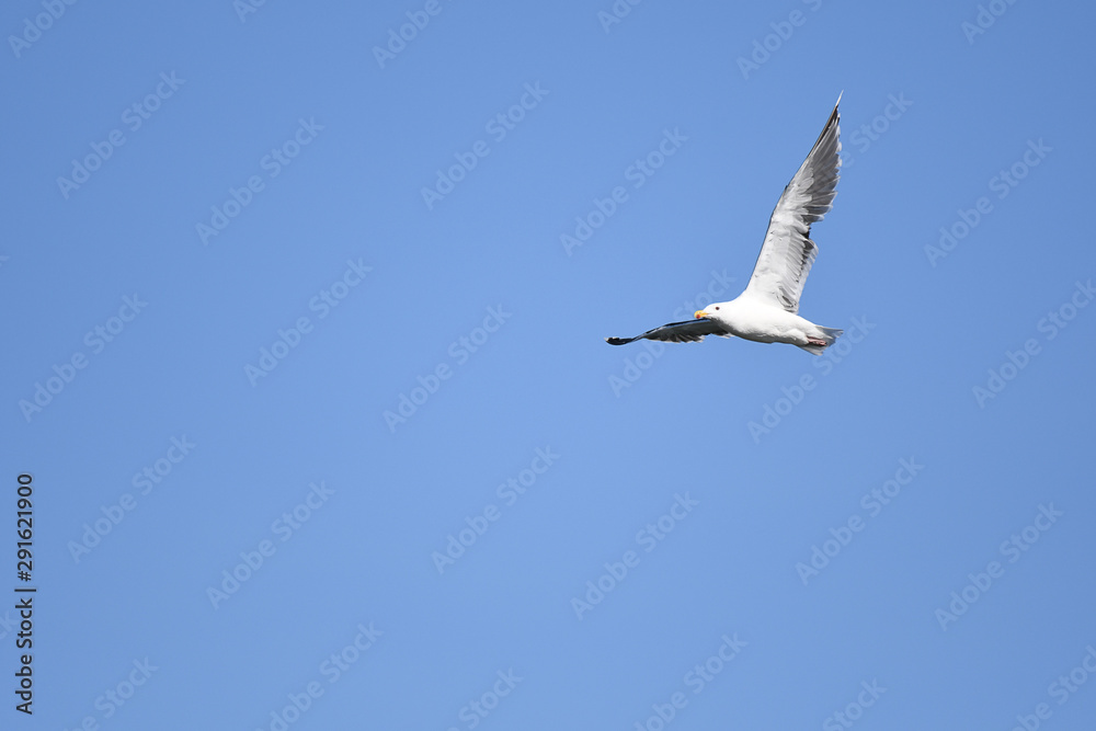 Black-legged kittiwake in flight under a blue sky