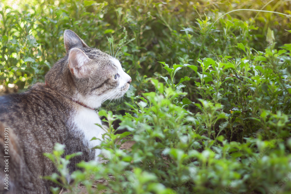Thai cat chill in garden home Thai cat chill in garden home