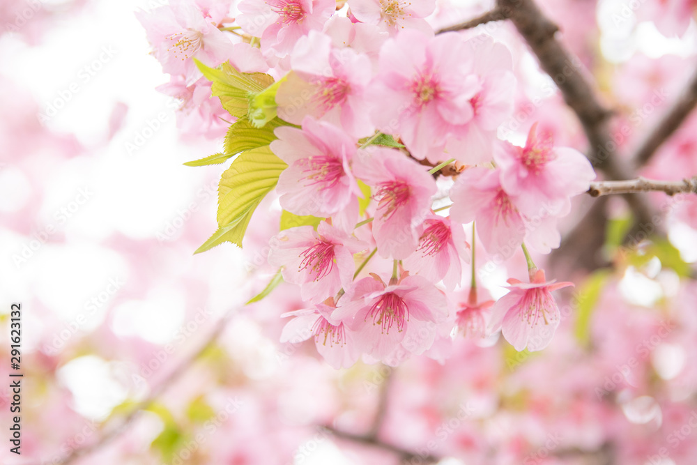 河津桜 河津桜