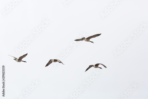 A flock of Canada Geese isolated on white suitable for compositing © SockaGPhoto
