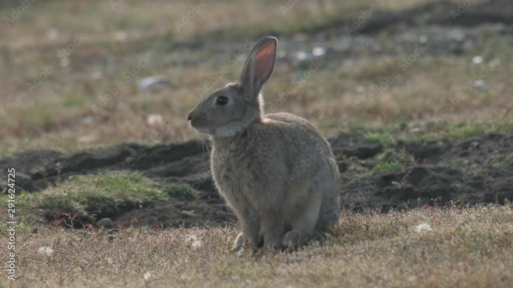 4K Close-Up of Rabbits on the Prairie at Dusk 4K Close-Up of Rabbits on the Prairie at Dusk