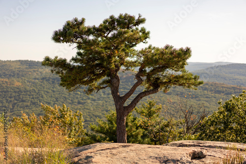Lonely tree on top of mountain