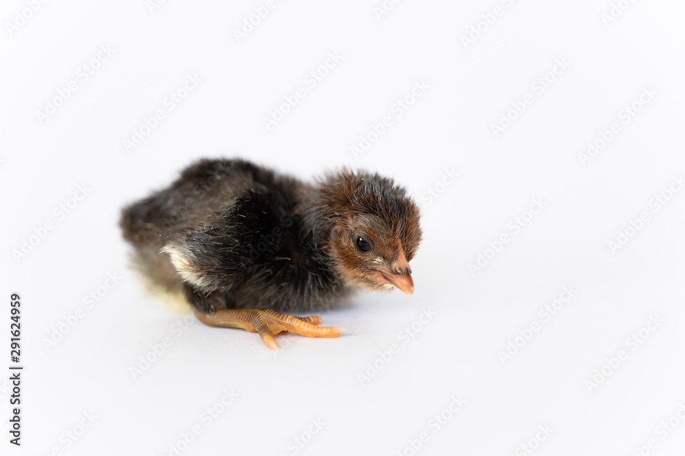 isolated chicks are practicing walking by themselves.
