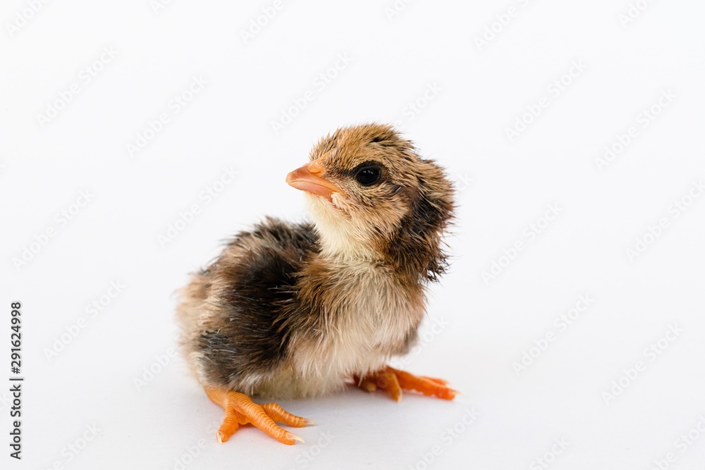 Obraz premium isolated chicks are practicing walking by themselves.