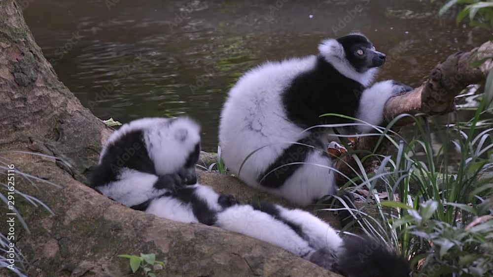 A pair of back and white ruffed lemurs (Varecia variegata) are resting on the forest ground beside a river at Singapore zoo.