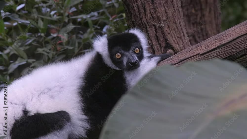 A Black and white ruffed lemur (Varecia variegata) is lying on a tree branch at Singapore zoo.