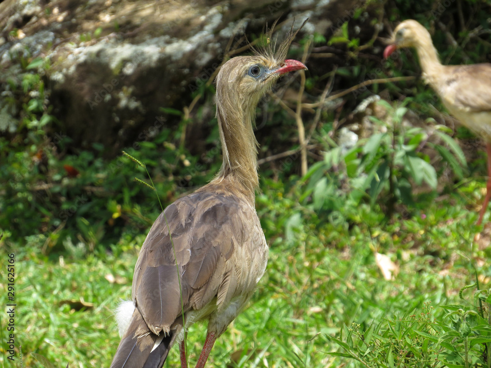 Red-legged Seriema (Cariama cristata - Siriema) Typical bird of Brazil's cerrados. It reaches an average height of 70 centimeters and can reach 90 centimeters Red-legged Seriema (Cariama cristata - Siriema) Typical bird of Brazil's cerrados. It reaches an average height of 70 centimeters and can reach 90 centimeters