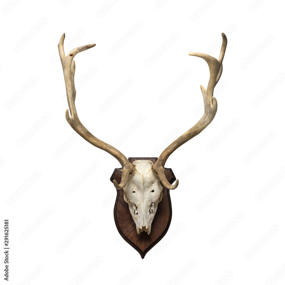 Naklejka premium doe skull on the white background