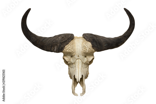 buffalo skull on the white background
