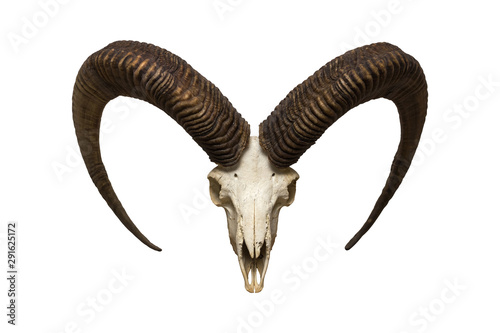 goat skull on the white background © Vitaly Korovin