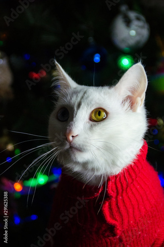 White cat in red sweater
