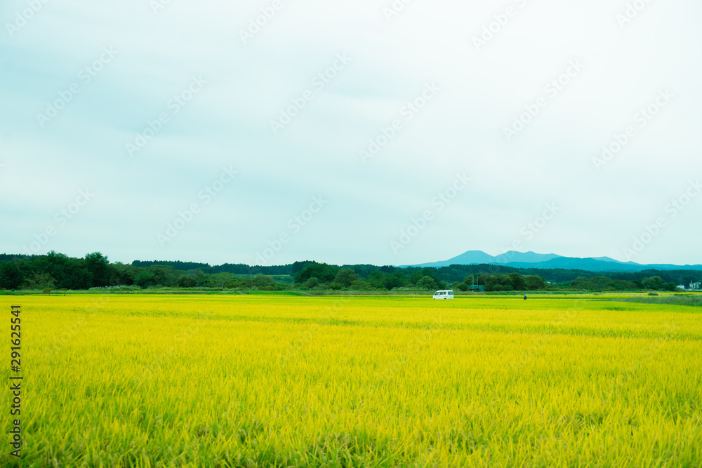 Fototapeta premium 田舎の田んぼの風景