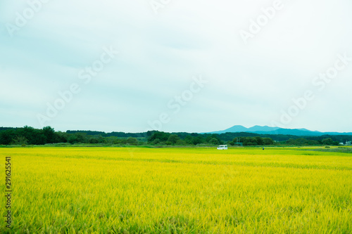 田舎の田んぼの風景
