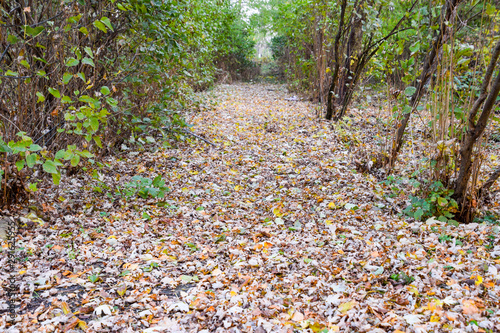 The path strewn with autumn yellow leaves of trees. Autumn alley