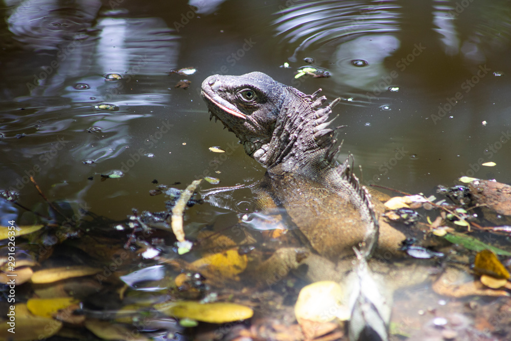 Fototapeta premium An iguana on the lake