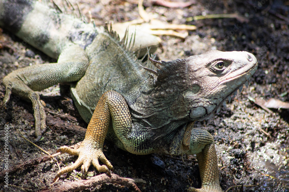 Fototapeta premium An iguana on the lake