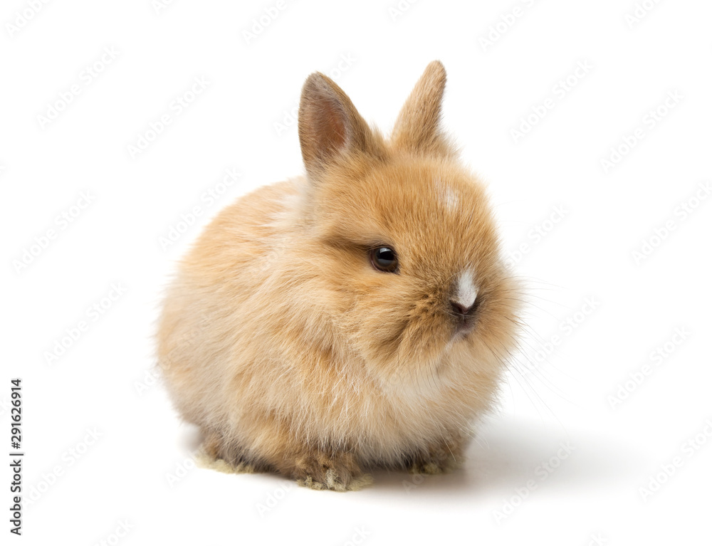 Baby rabbit on white background