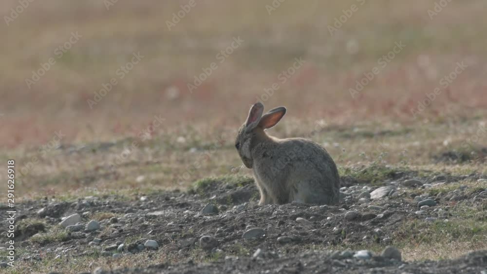 4K Close-Up of Rabbits on the Prairie at Dusk 4K Close-Up of Rabbits on the Prairie at Dusk