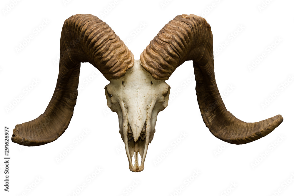 Fototapeta premium goat skull on the white background with path