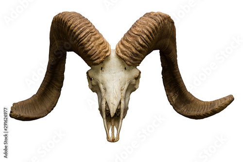 goat skull on the white background with path