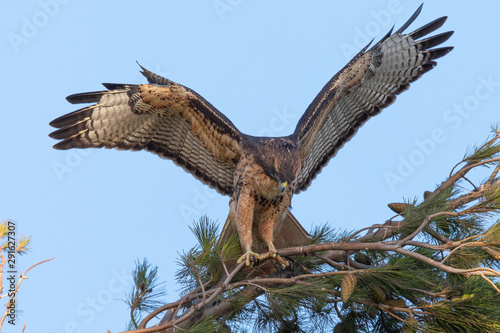 Very close view of a red-tailed hawk perched on a tree, seen in the wild in North California