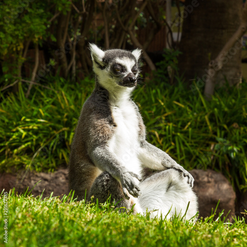 Ring-tailed lemur under the sun.