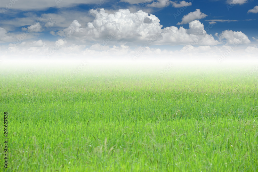 Rice field and clouds scape,with blue sky