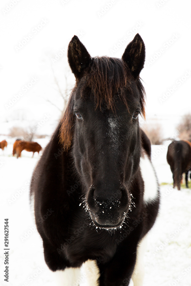 Obraz premium Snow Horse