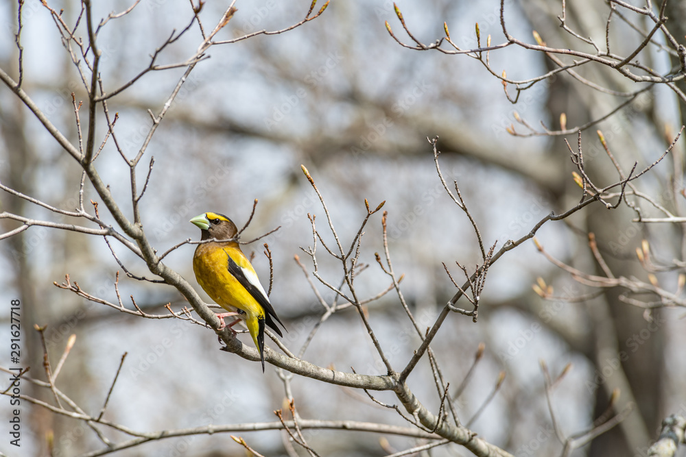 Evening Grosbeak perched on a branch landscape Evening Grosbeak perched on a branch landscape