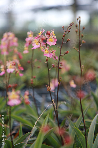 Orchid Farm.Many flowering orchids are reaching the flowering season.On the farm there are ferns and moss.