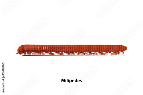 Side of the millipede vector on a white background Invertebrates and Herbivores. photo