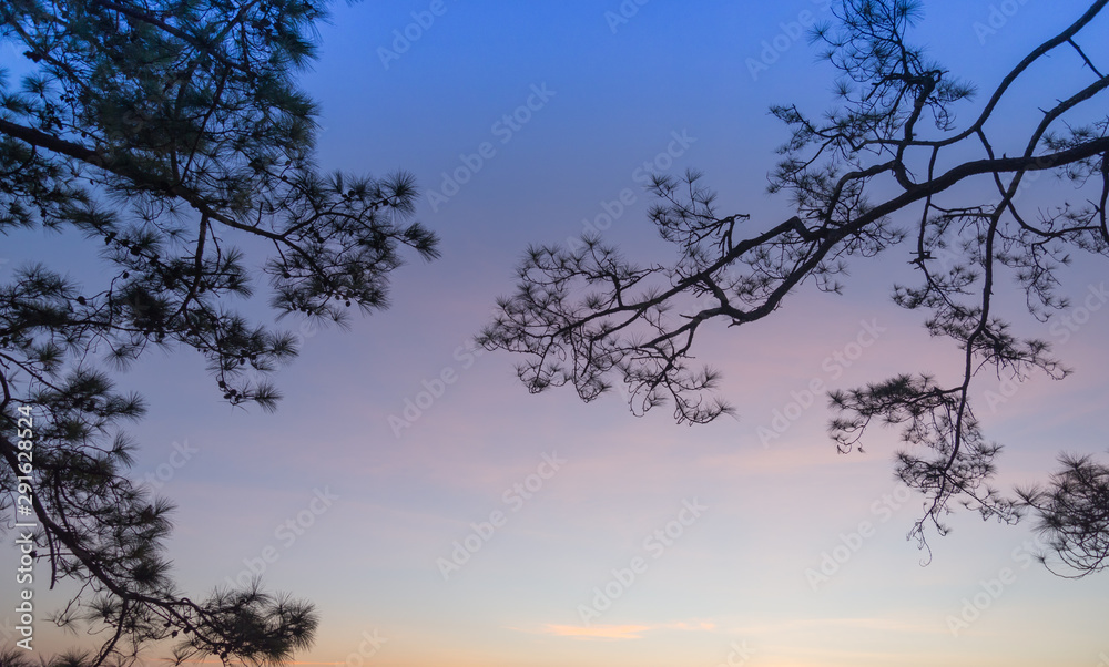 Silhouette pine tree and sunset sky background Silhouette pine tree and sunset sky background