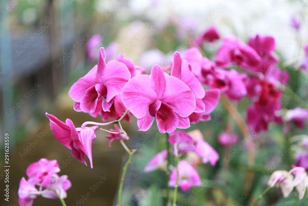 Orchid Farm.Many flowering orchids are reaching the flowering season.On the farm there are ferns and moss. Orchid Farm.Many flowering orchids are reaching the flowering season.On the farm there are ferns and moss.