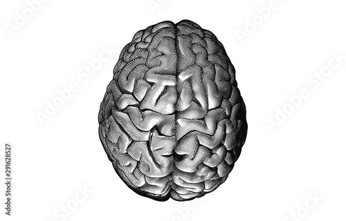 Monochrome engraving drawing human brain on white BG