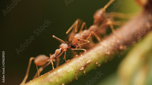 Macro of red ant  © taffpixture