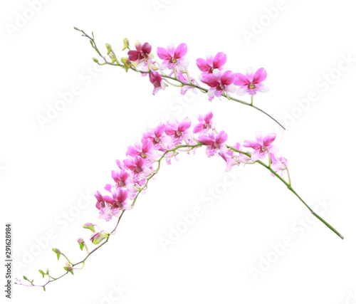 Bouquet of various colors, orchids isolated on white background. With clipping path. © Farin