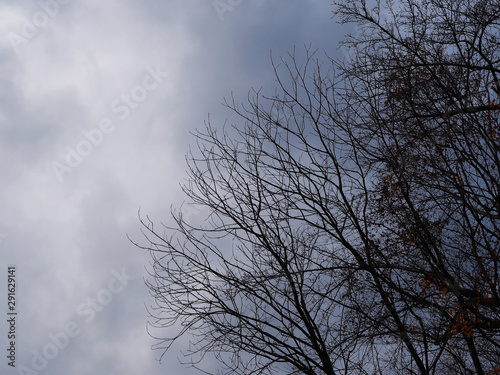 Abstract bare maple tree branches over dramatic sky