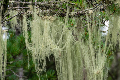 Lichen - Usnea of the Parmelian family on the branches of cedar in the seaside forest. Far East, Primorsky Krai, Russia photo