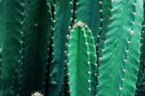 Thorny cactus with beautiful colors, natural background