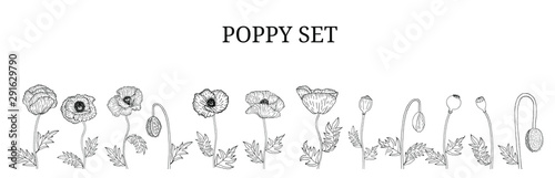 Decorative vector black poppy flowers and leaves in hand draw sketch style  design element. Floral decoration for invitations  greeting cards  banners. 