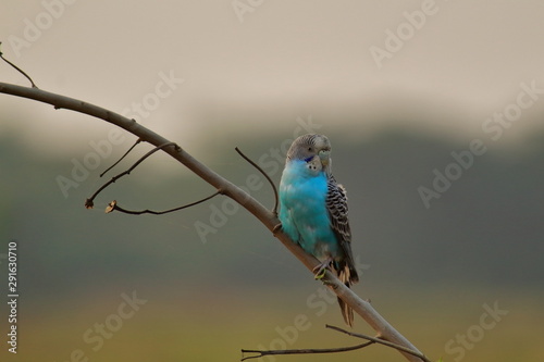 blue budgerigar or budgerigar (melopsittacus undalatus) in wild in the countryside of india .this australian bird is popular as pet bird in india, somehow this bird came out of the cage photo